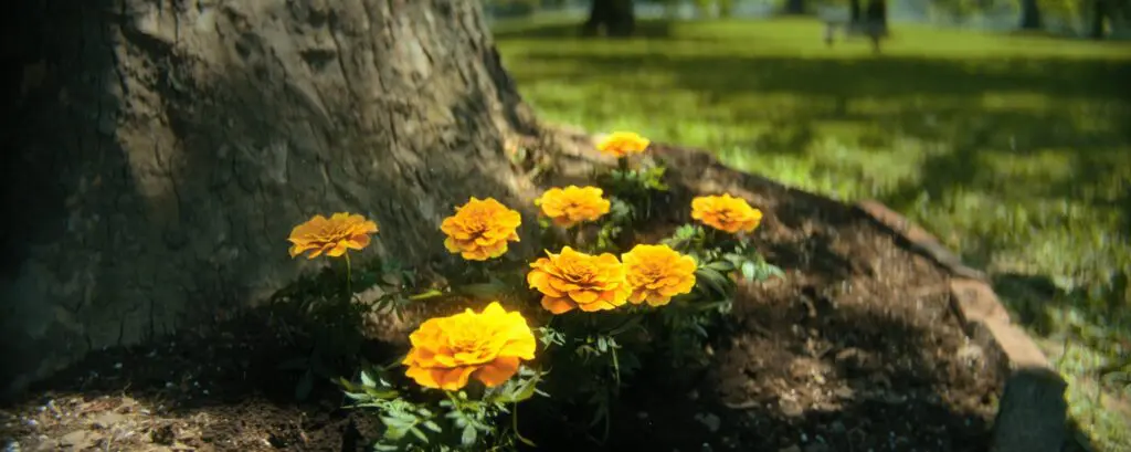 1723105891 686 Comment se termine la saison 4 de The Umbrella Academy huit fleurs de souci dans 'The Umbrella Academy' Saison 4, Épisode 6 - scène post-générique