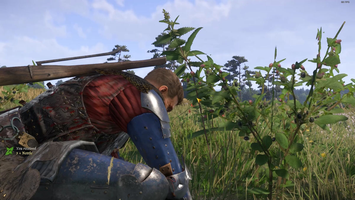 Comment obtenir Belladonna dans Kingdom Come Deliverance 2 Henry cueillant Belladonna dans Kingdom Come Deliverance 2